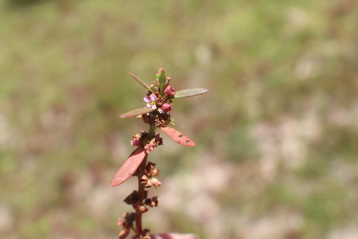 Ammannia baccifera L.